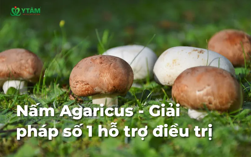 Nấm Agaricus - Giải pháp số 1 hỗ trợ điều trị ung thư