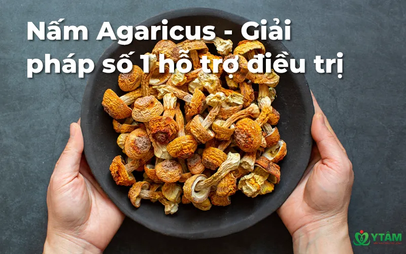 Nấm Agaricus - Giải pháp số 1 hỗ trợ điều trị ung thư