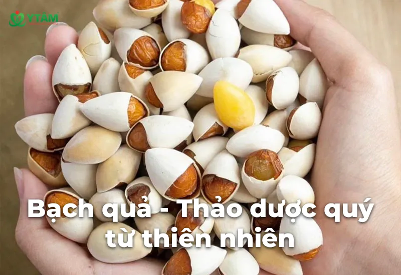 Bạch quả - Thảo dược quý từ thiên nhiên tốt số 1