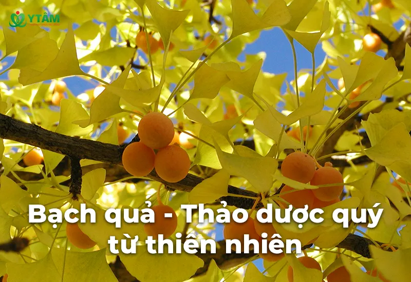 Bạch quả - Thảo dược quý từ thiên nhiên tốt số 1