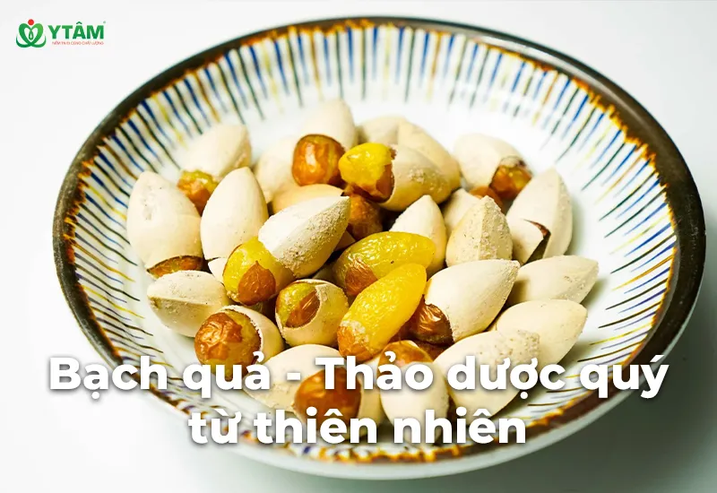 Bạch quả - Thảo dược quý từ thiên nhiên tốt số 1