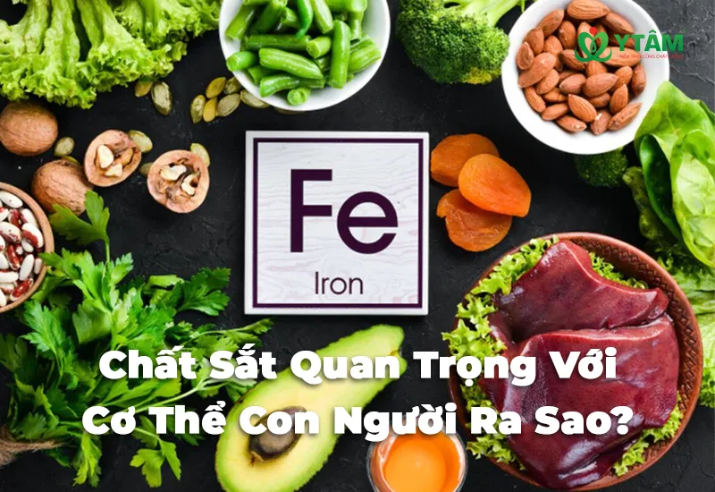 Chất Sắt Quan Trọng Với Cơ Thể Con Người Ra Sao?