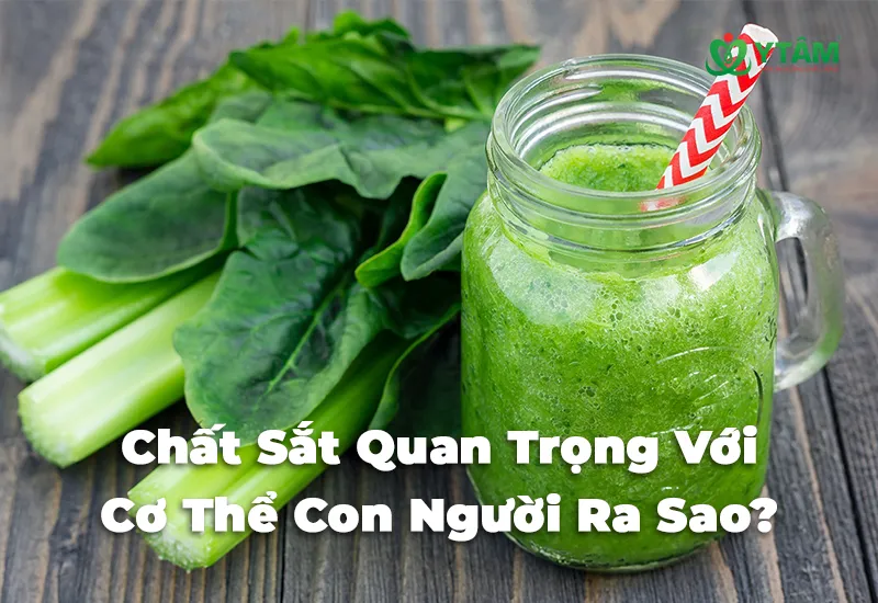 Chất Sắt Quan Trọng Với Cơ Thể Con Người Ra Sao?