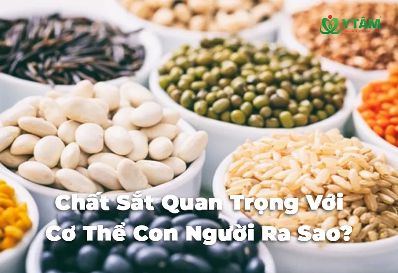 Chất Sắt Quan Trọng Với Cơ Thể Con Người Ra Sao?