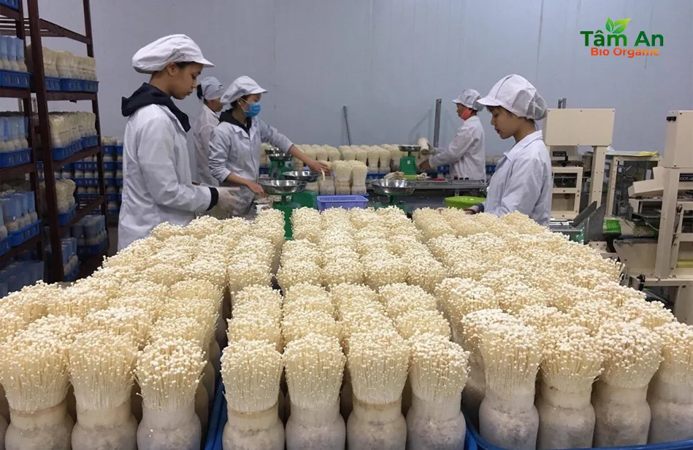 Hỗ Trợ Sức Khỏe Lợi ích nấm Enoki tốt cho sức khỏe mà không ngờ đến